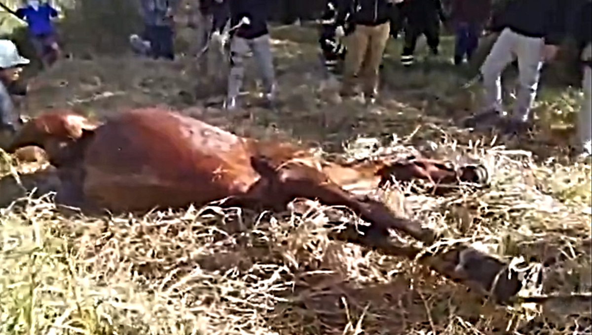 Rescatan a un caballo luego de caer en un canal de Xochimilco: VIDEO