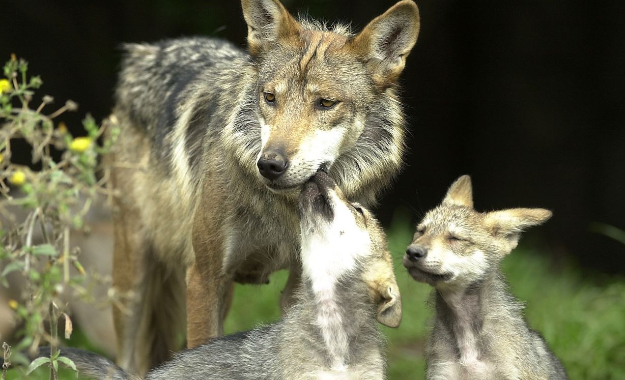 Falso que lobo escapó de zoológico de Aragón