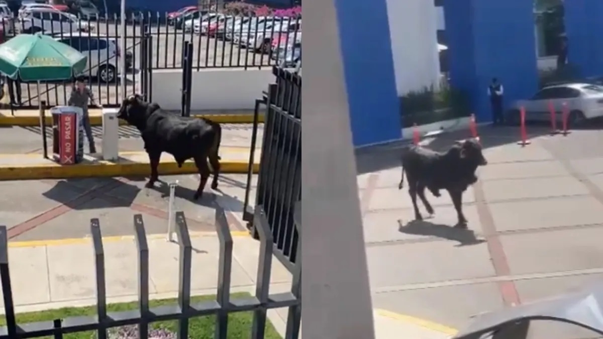 Toro se mete a la Universidad La Salle en la CDMX