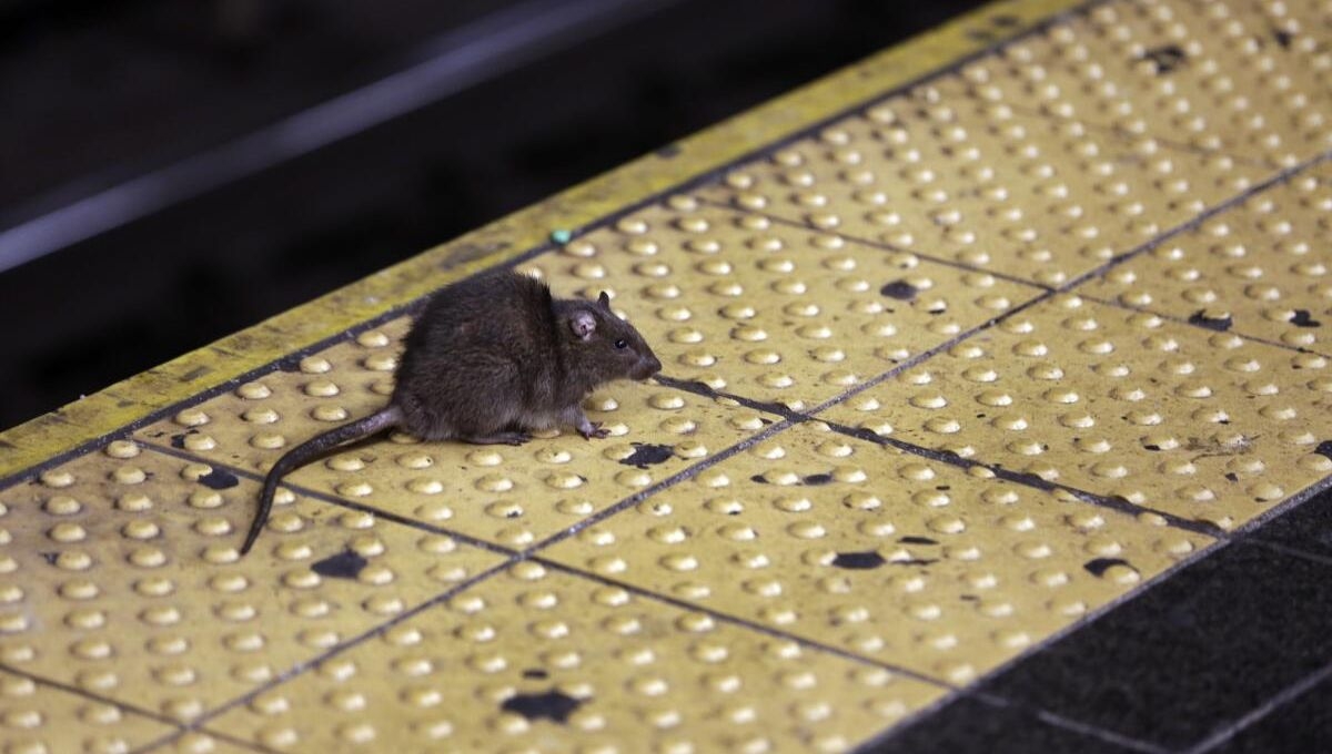 Desde agosto, la ciudad de Nueva York comenzó a exigir que los restaurantes, tiendas de conveniencia y bares usaran un bote de basura resistente para combatir la plaga de ratas