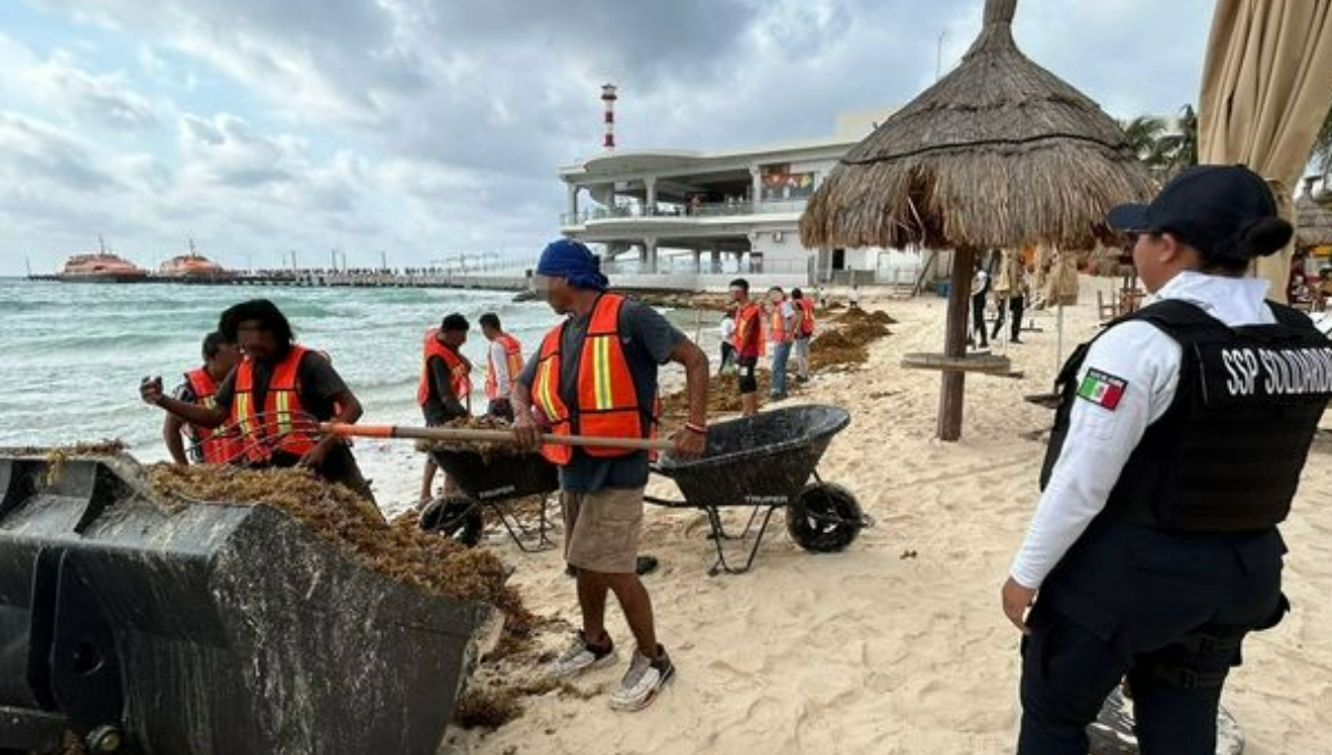 En Playa del Carmen, cambian cárcel por recoger sargazo