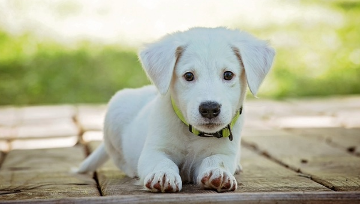 Cabe destacar que el objetivo de los lugares pet friendly es que las mascotas se sientan en total comodidad