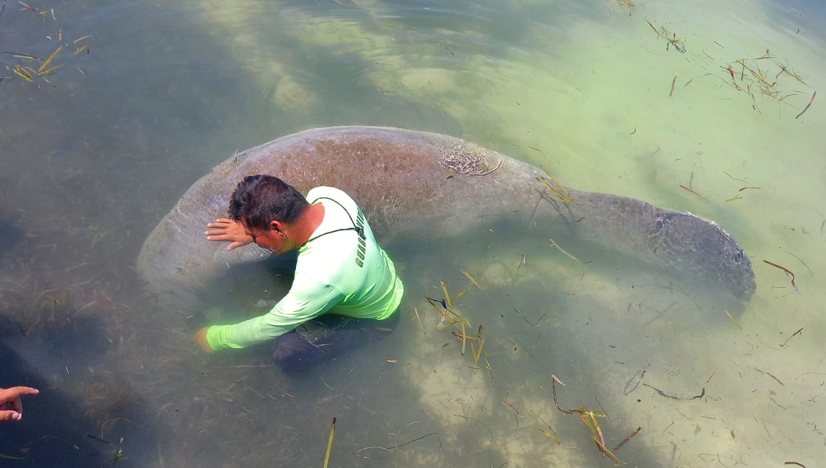 En la temporada de Semana Santa es cuando el mamífero se deja ver en Lerma, Campeche