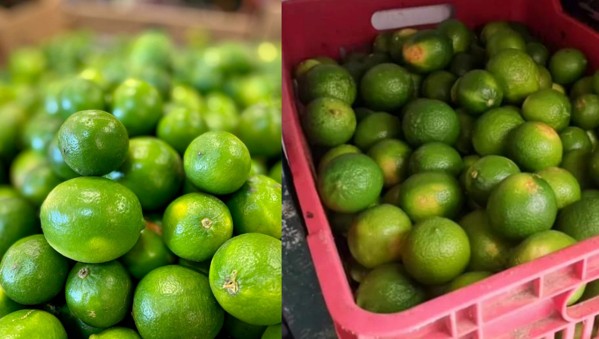 Precio del limón se estabiliza en Cozumel tras la Semana Santa