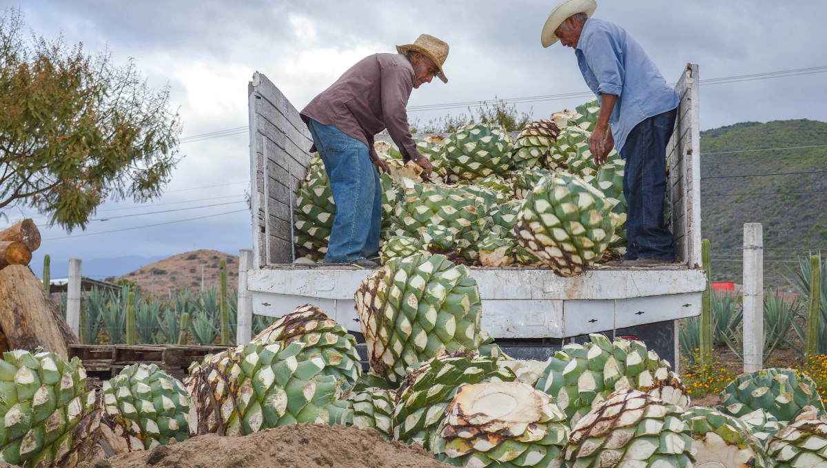 En los dos primeros meses del año se aceleró el dinamismo de las exportaciones agropecuarias y
agroindustriales de México