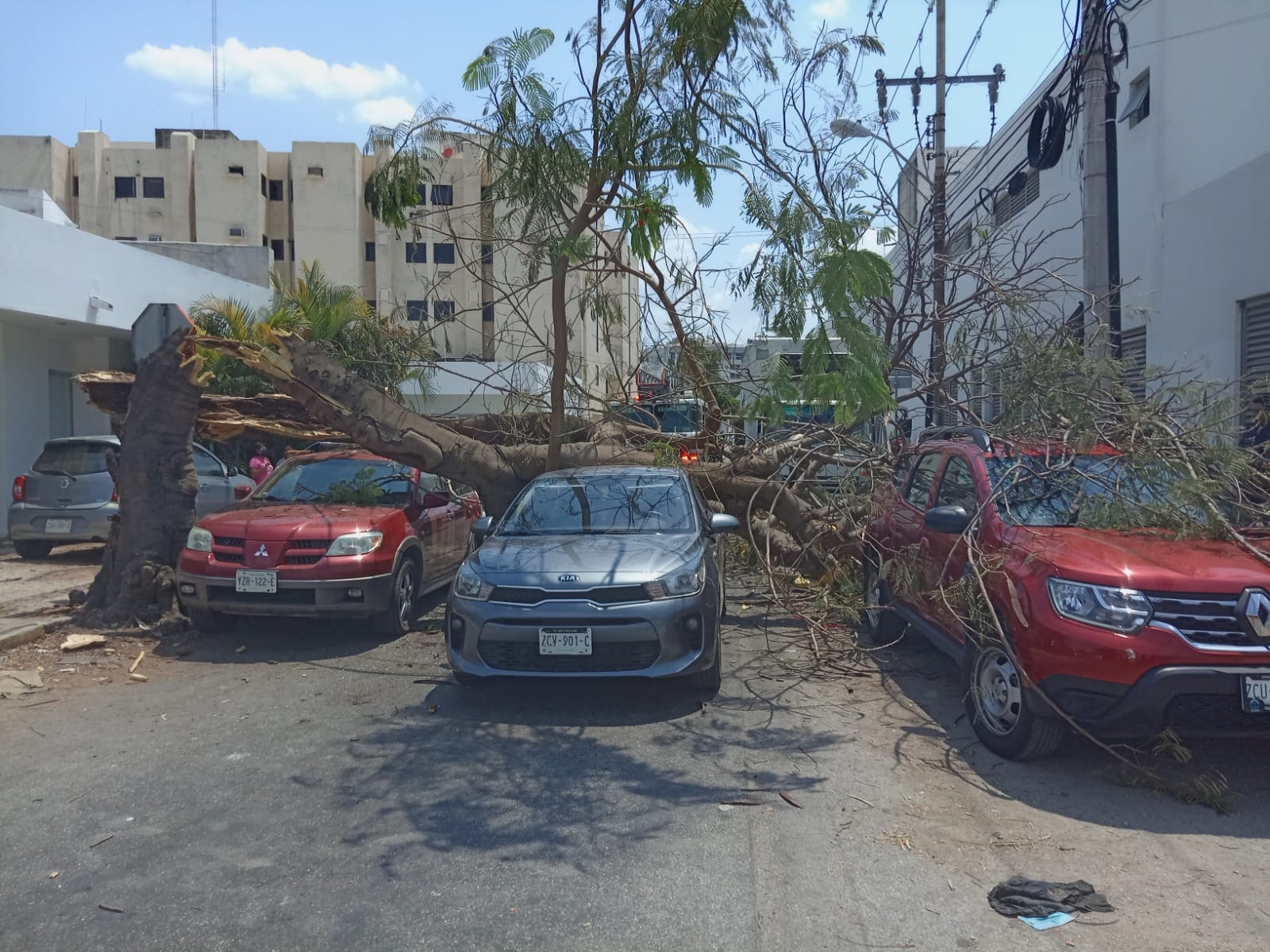 Los tres autos y la motocicleta presentaron daños materiales causados por el desplome de un árbol en Mérida