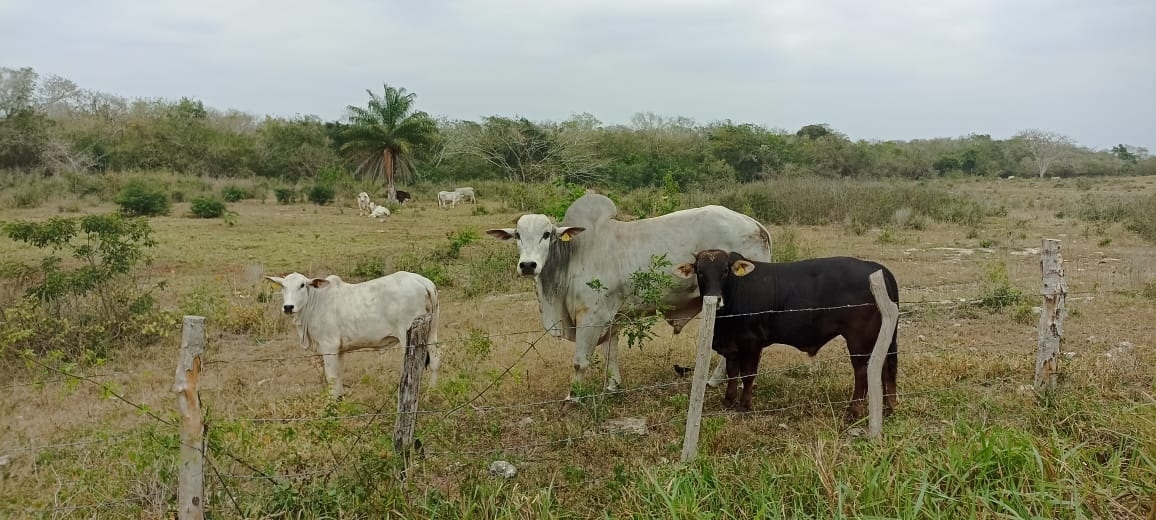 Productores de Tizimín lamentan que sus ganados puedan morir de hambre