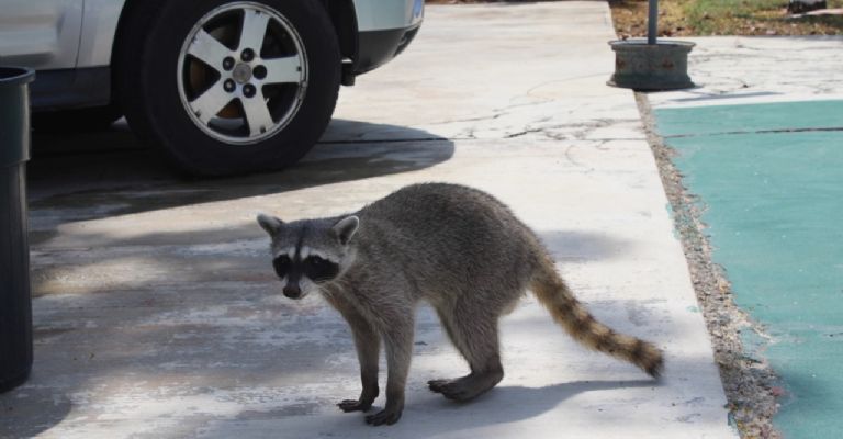 Los dos mapaches deambulaban en la Facultad de la UNAM