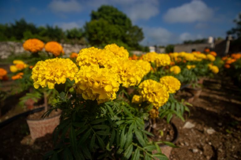 Desde este fin de semana nos llegaron las flores de cempasúchil en su versión para sembrar. Ha habido buena respuesta por parte del consumidor