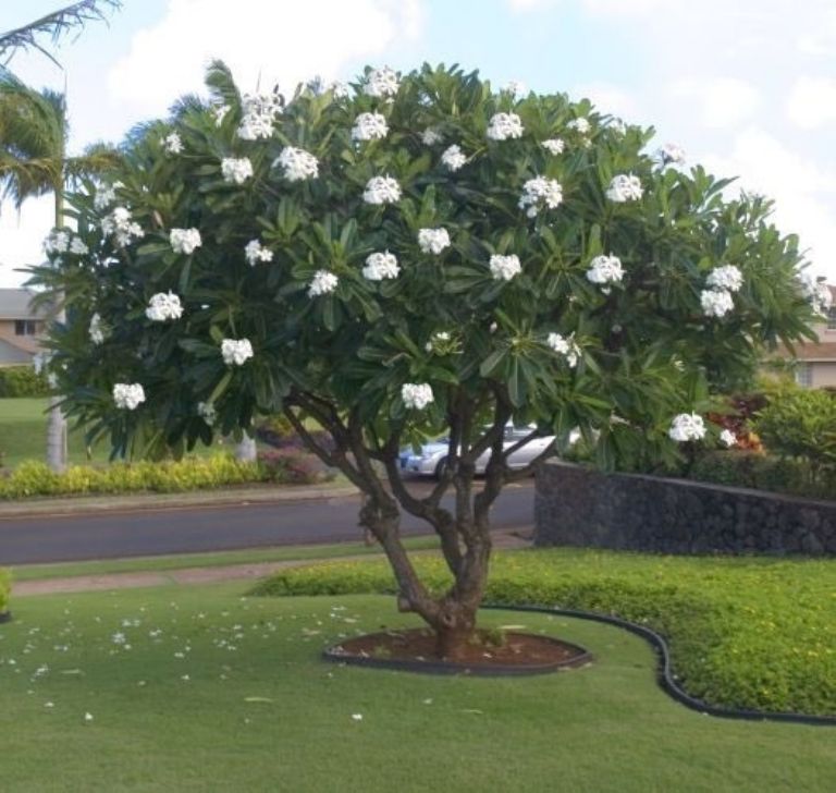 árbol de flor de mayo