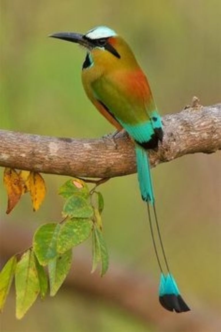 El pájaro toh es una de las especies más preciadas de la cultura maya