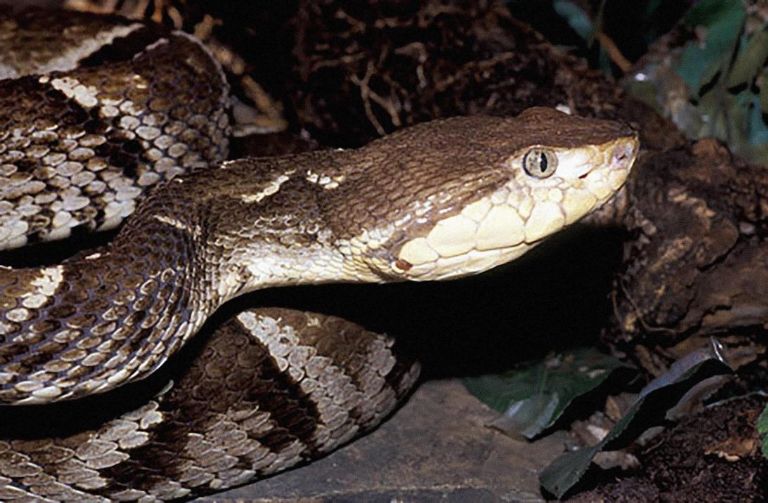 Serpiente cuatro narices, de las más venenosas de Yucatán, muerde a un hombre en  Tizimín