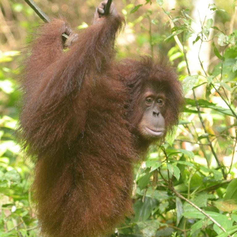 Orangut N Pasea Por Los Montes De Yucat N Se Escap De Un Circo Poresto