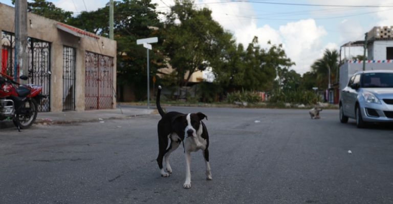 El maltrato animal daría hasta 10 años de cárcel