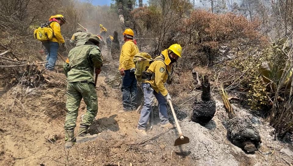 Incendio en sierra de Arteaga, Coahuila, controlado al 100%: SMA - PorEsto