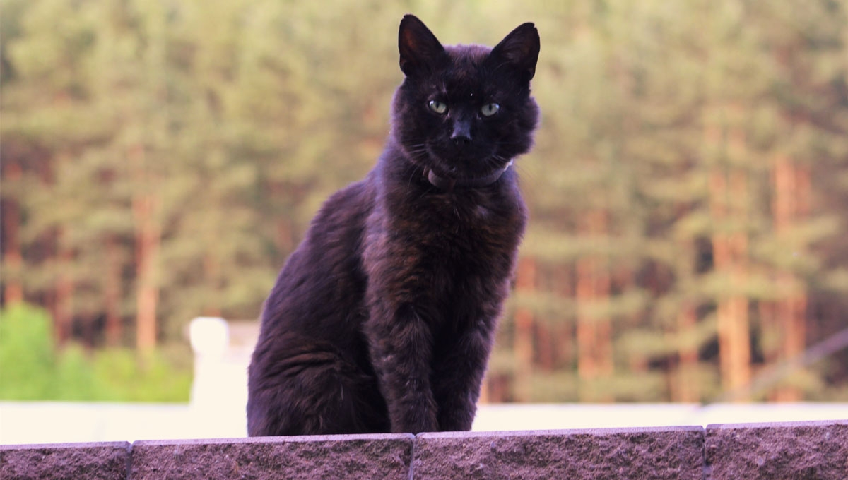 ¿por Qué Se Cree Que Los Gatos Negros Son De Mala Suerte Poresto