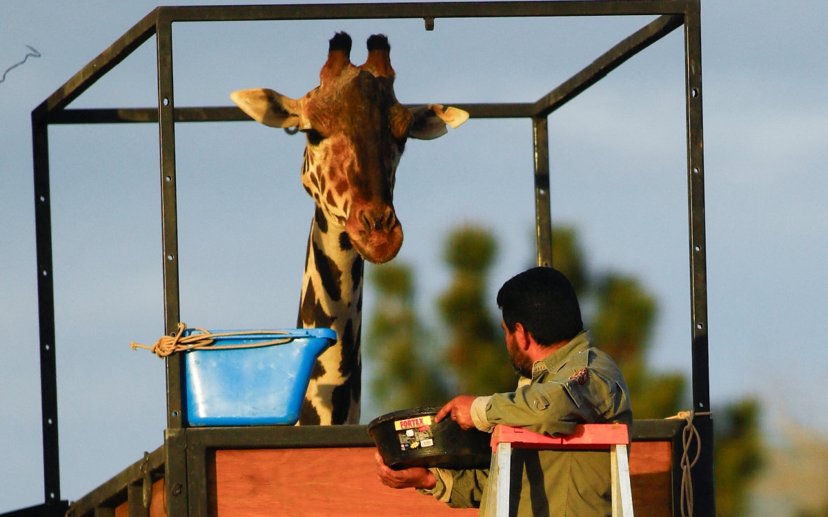 Jirafa Benito En Africam Safari: ¿Cuánto Cuesta Ir A Verla? - PorEsto