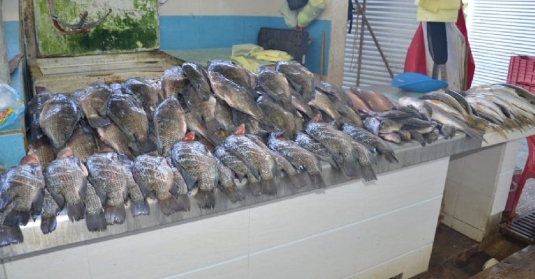 Venta de pescado cae en un 70% en Ciudad del Carmen | PorEsto