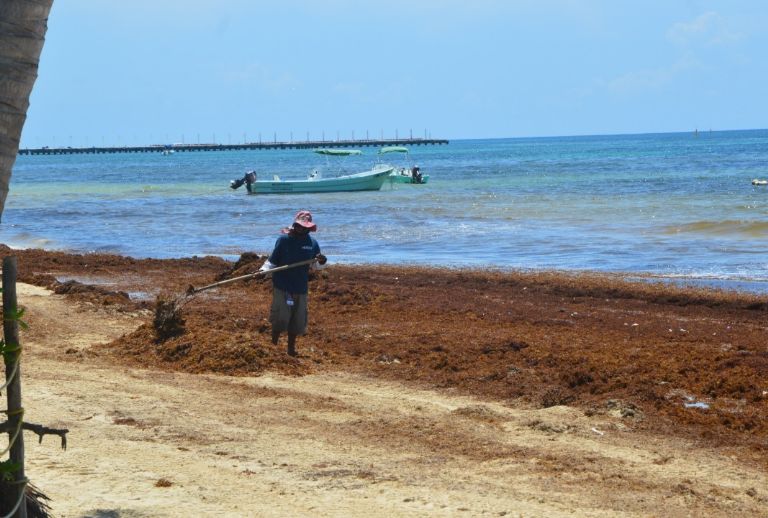 Pronostican arribo de 300 toneladas de sargazo en Cozumel y Playa del  Carmen | PorEsto