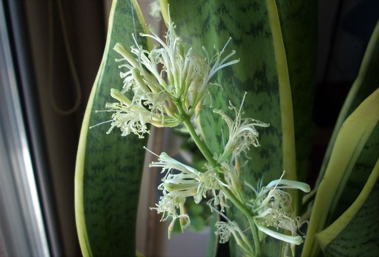 Sanseviera o lengua de vaca: ¿Cómo hacer que florezca esta planta en tu  hogar? | PorEsto