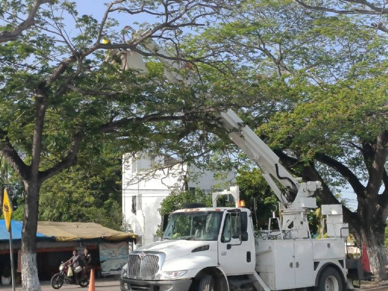 Poda de árboles en la Península de Atasta reducirá las afectaciones por  variación de voltajes | PorEsto